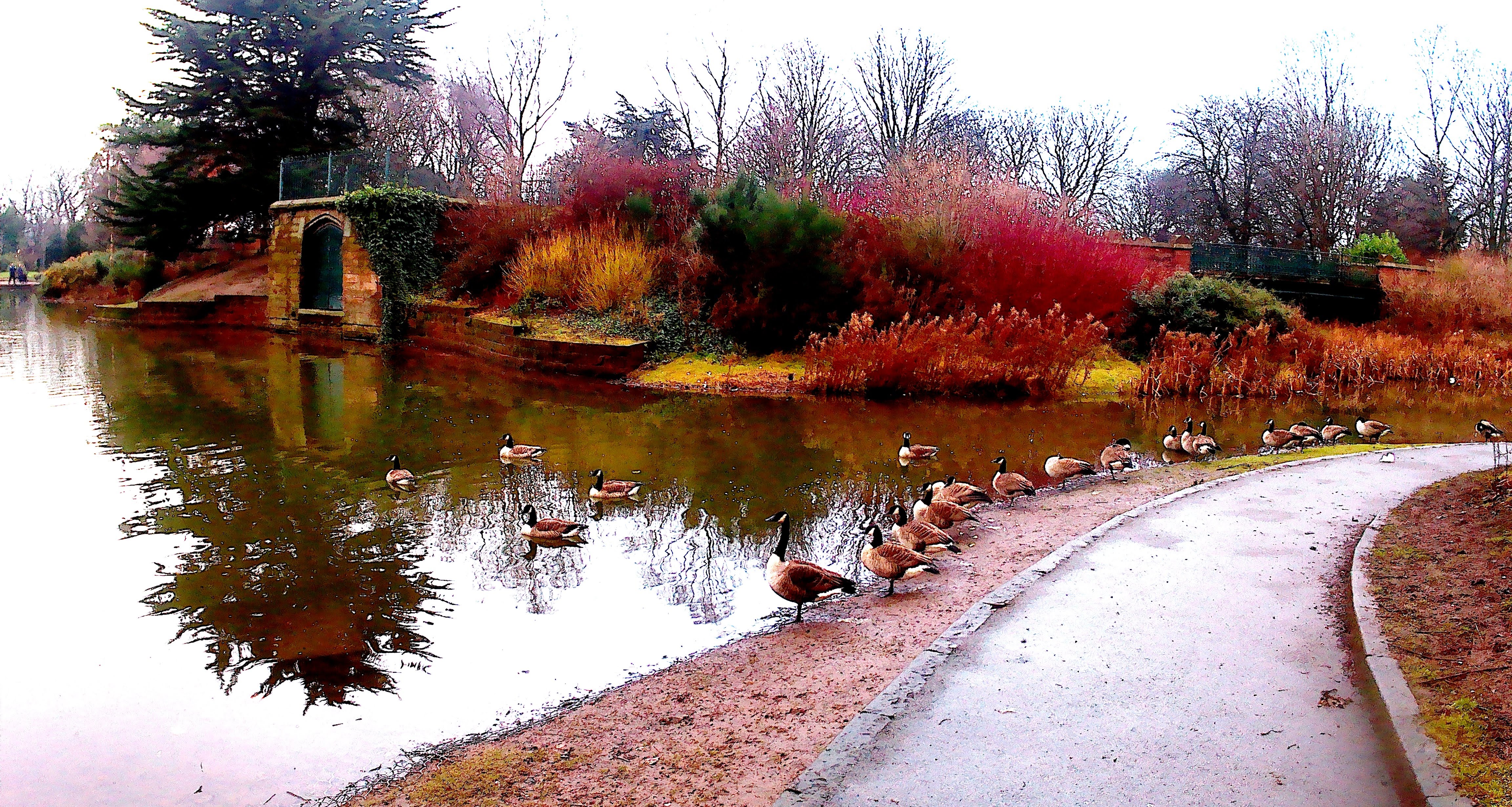 Geese by a lake in an autumn park