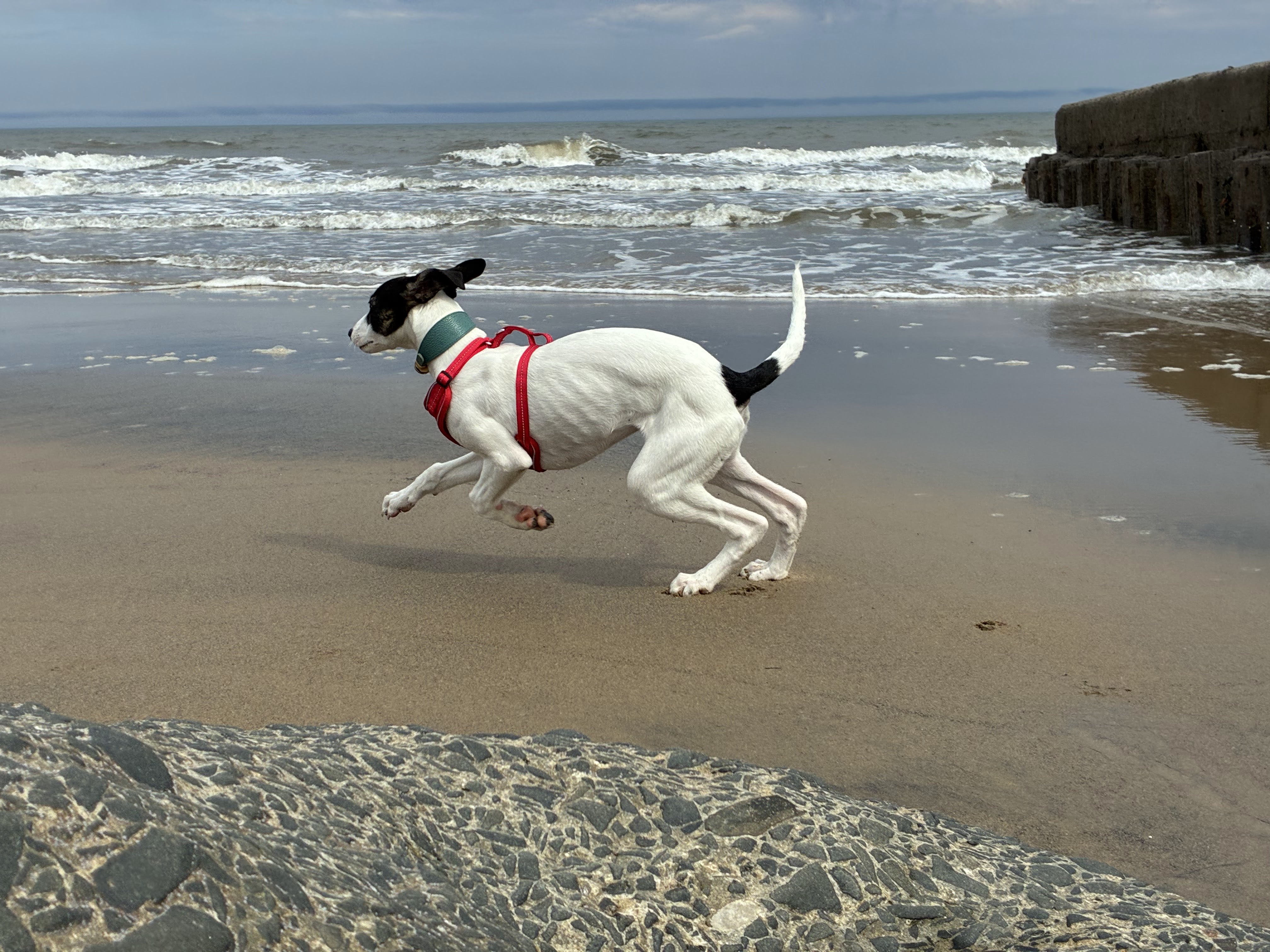 Dog mid-sprint on the beach