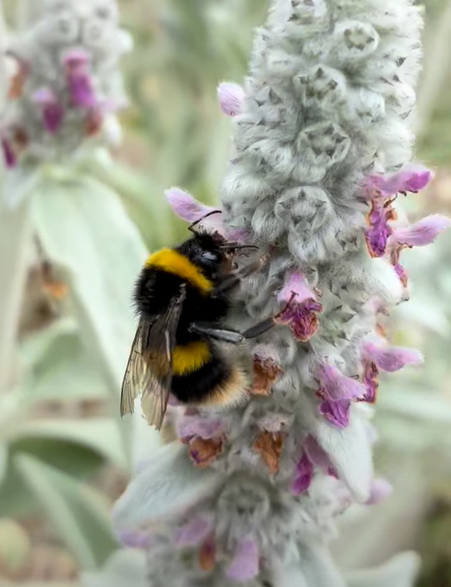 Bumblebee on a white flower spike — macro photography