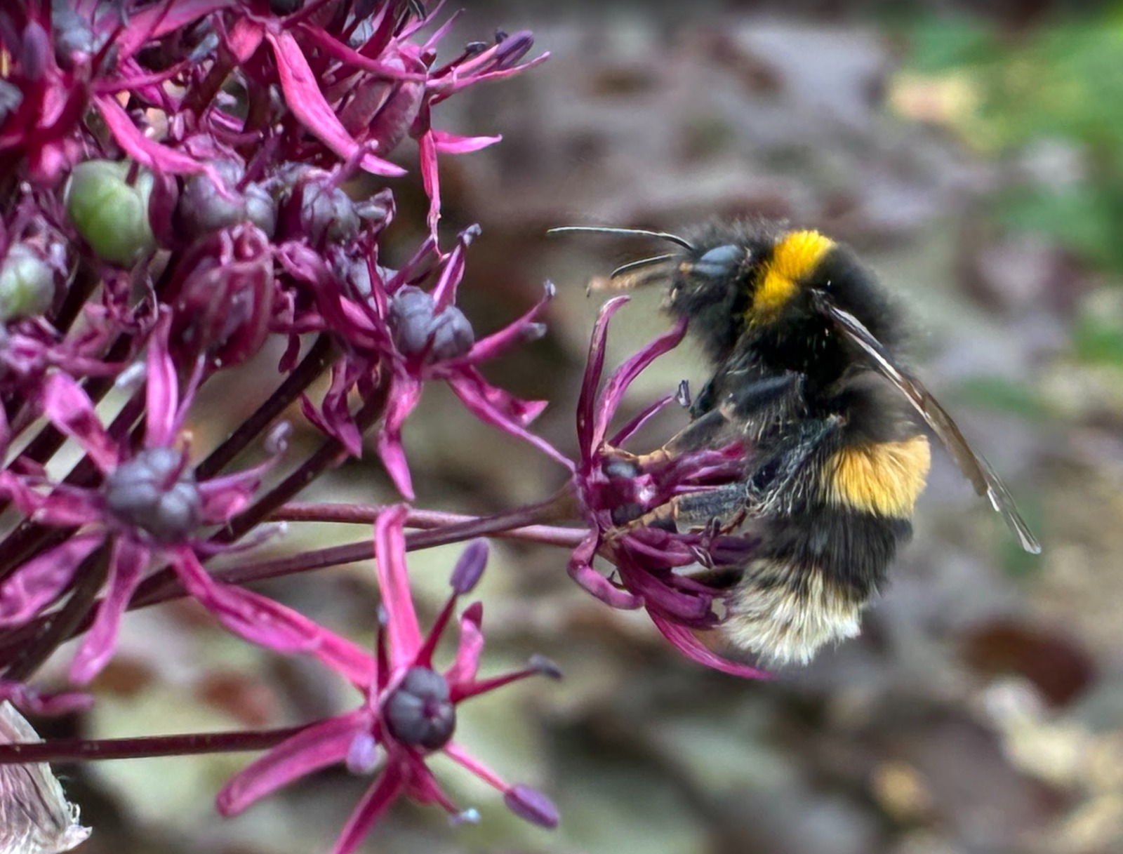 Bumblebee on vivid pink flower — macro photography