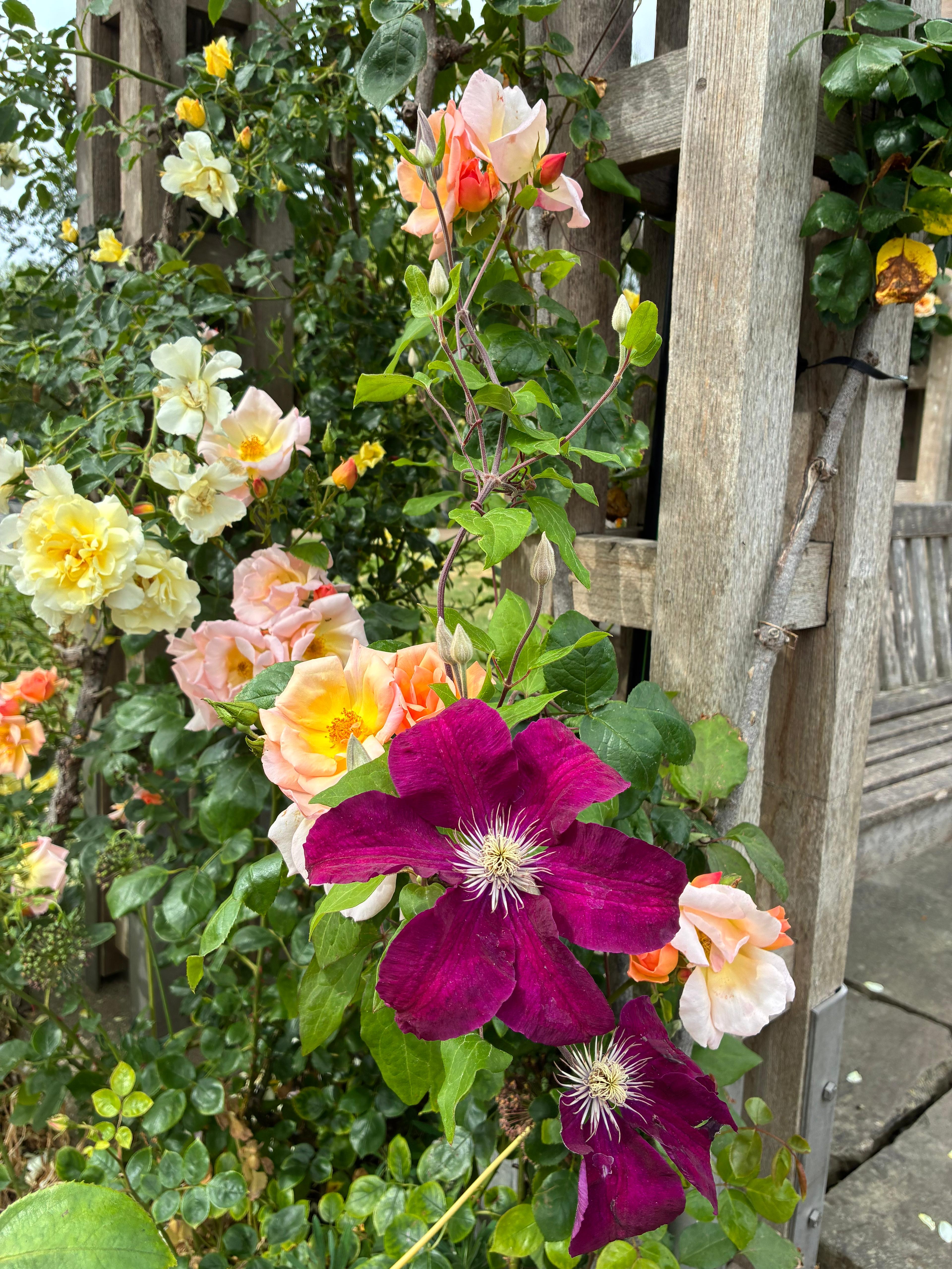 Purple clematis and roses climbing a garden trellis