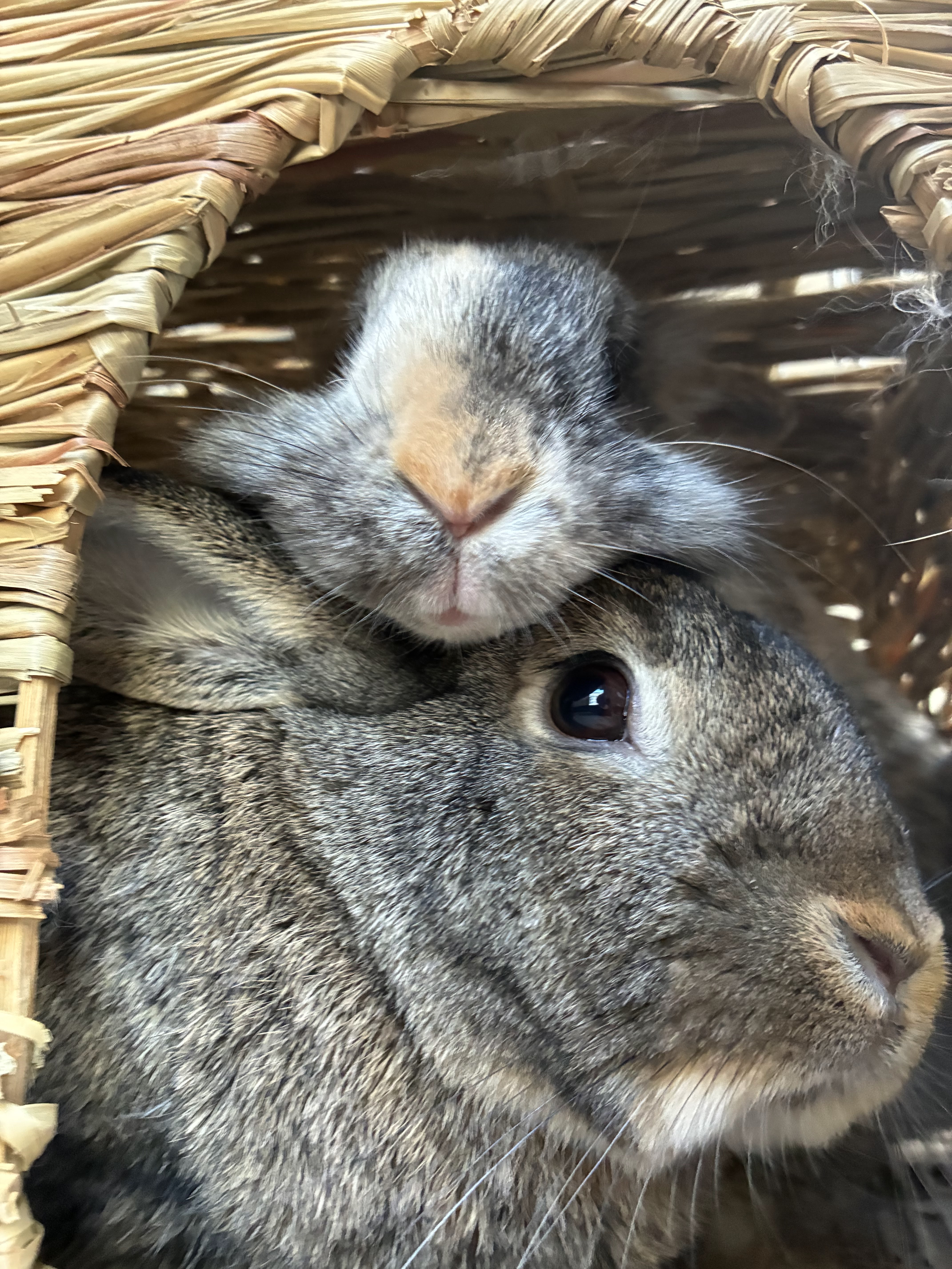Two rabbits nestled together in a wicker basket