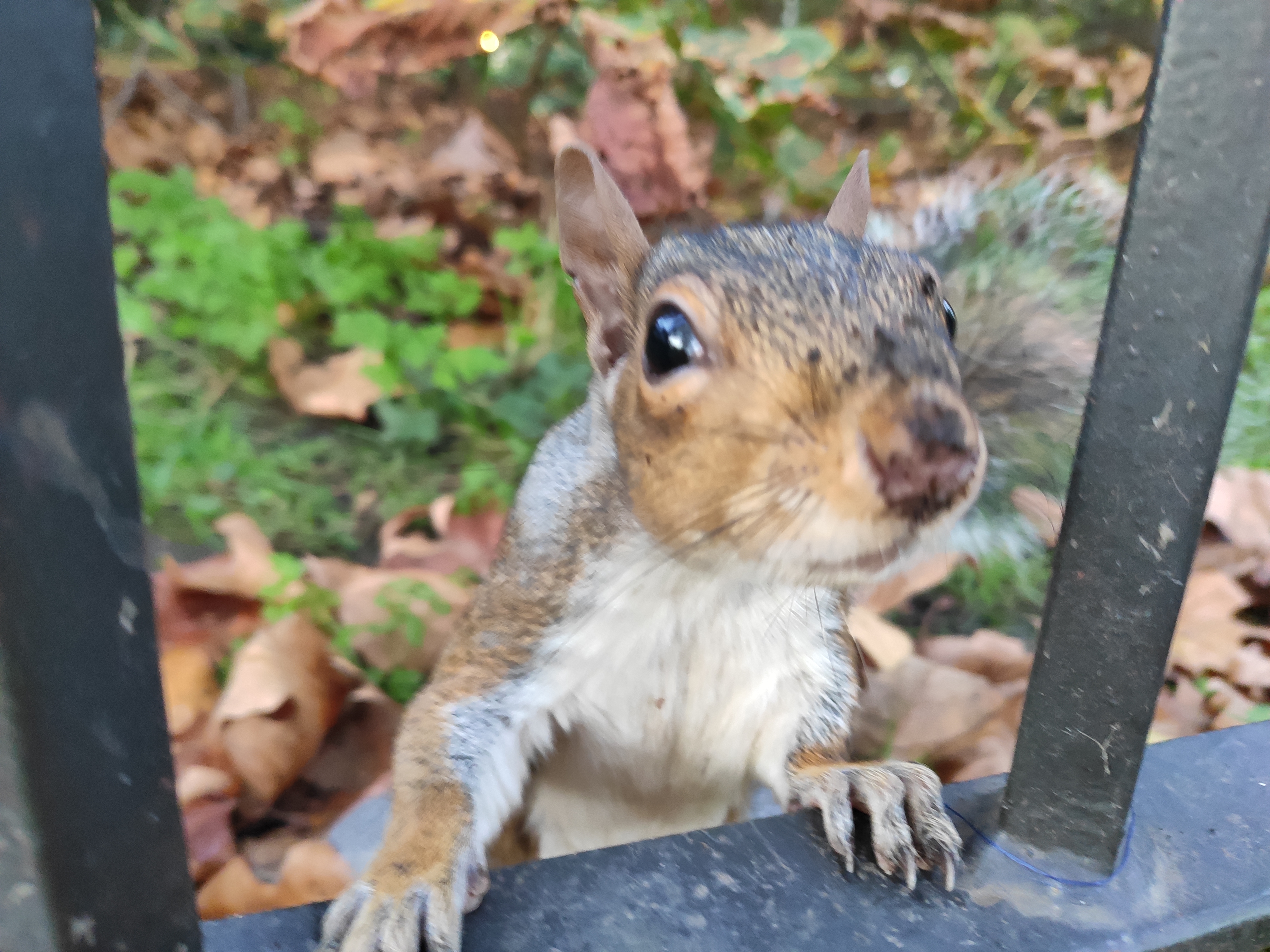 Curious squirrel peering through iron railings